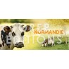Mug vache de Normandie