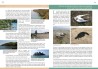 Les Oiseaux marins  de Normandie