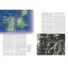 Pegasus 1944: The 6th Airborne from Normandy to the Baltic