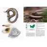 Observer, identifier et protéger les reptiles et les amphibiens de Normandie