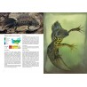 Observer, identifier et protéger les reptiles et les amphibiens de Normandie