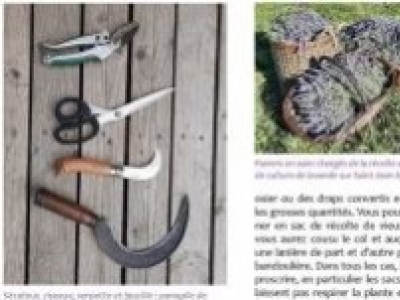 Les plantes médicinales de Normandie.