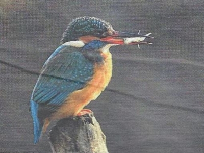 La faune sauvage de Normandie en photos et vidéos