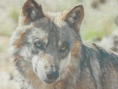 Le loup en Normandie