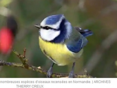 Savez-vous combien d’espèces d’oiseaux vivent en Normandie ?