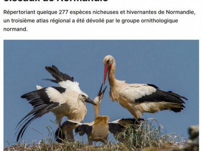  Tout savoir sur les oiseaux de Normandie...
